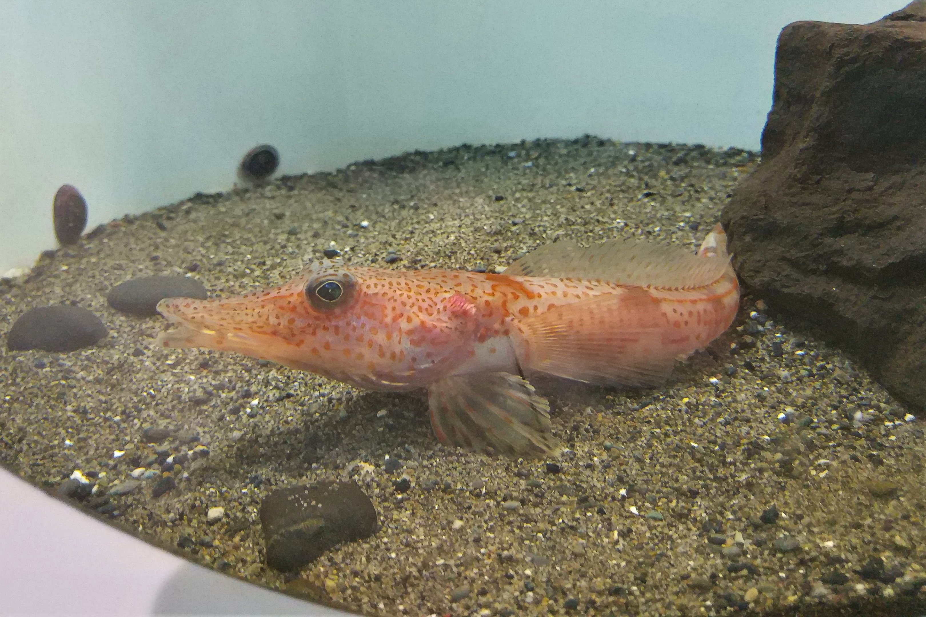 Charcot's Dragonfish