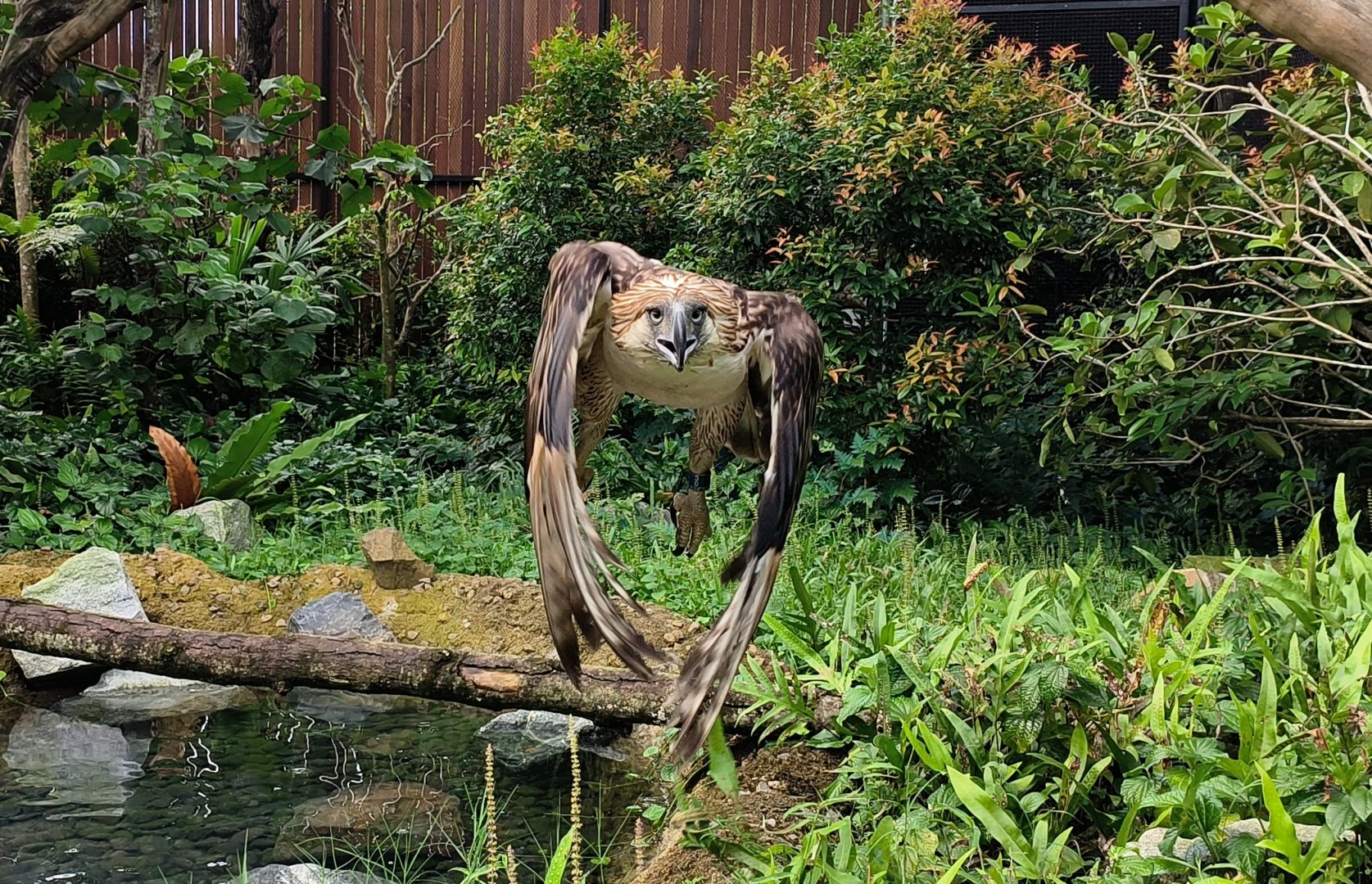 Charged at by the Queen