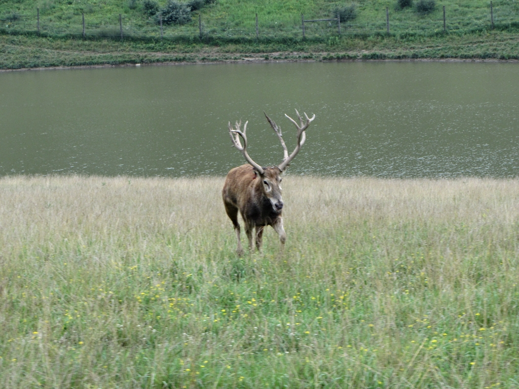 Charging P?re David's Deer Stag