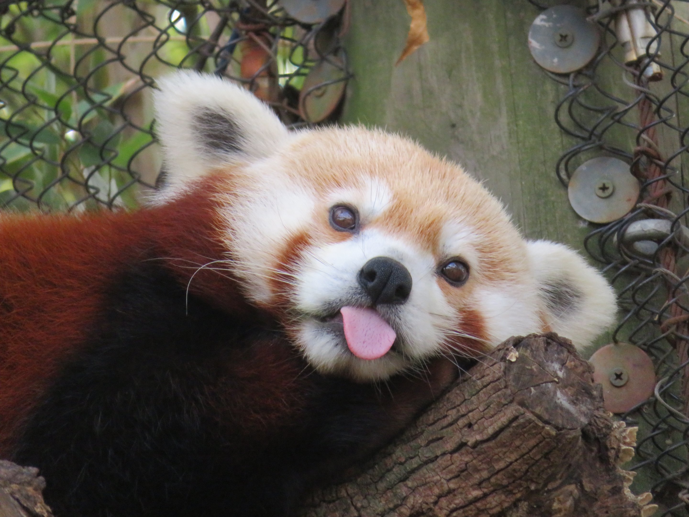 Charisma Turned Up to 11