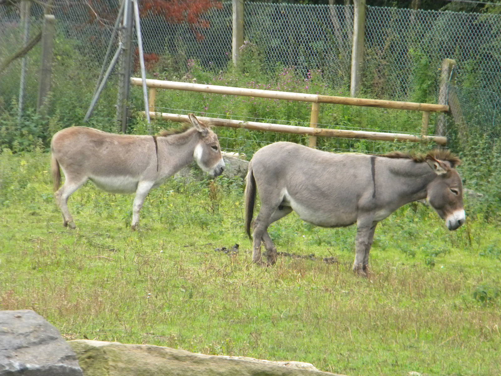 Charlene and Eliza the Meditterrean Miniature Donkeys at Blackpool Zoo 07/0