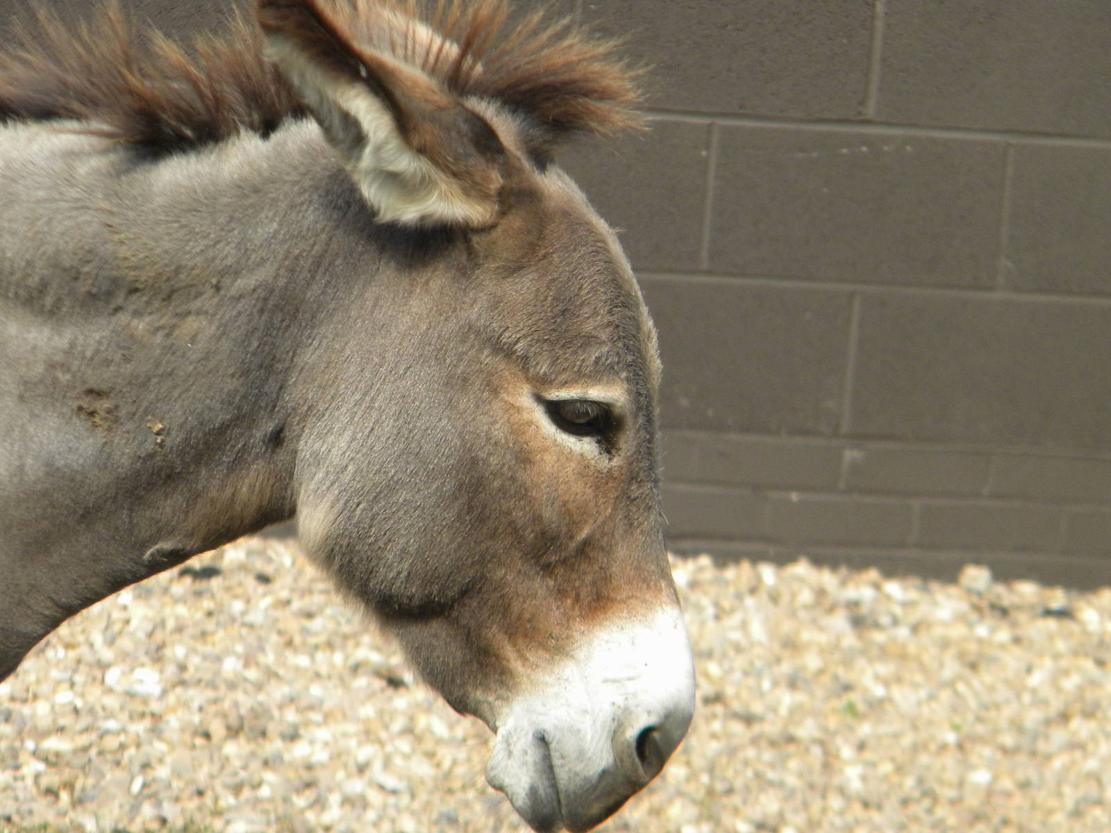 Charlene the Mediterreanean miniature Donkey at Blackpool Zoo 07/08/11