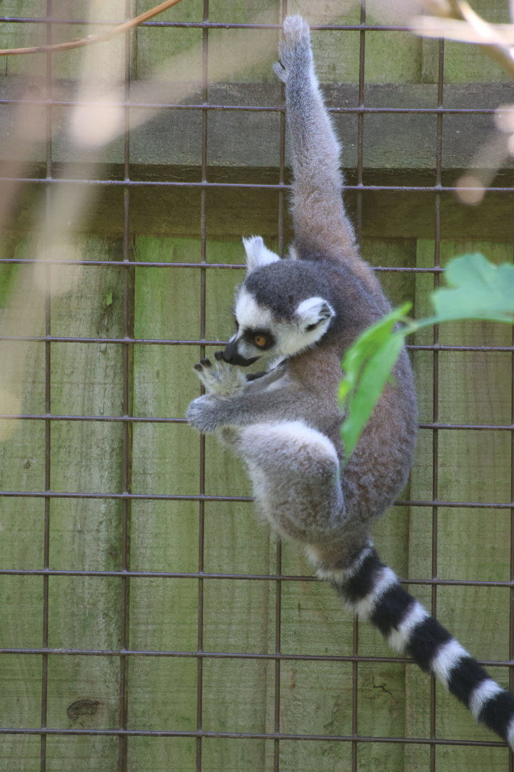 Charles - Baby Ring-Tailed Lemur