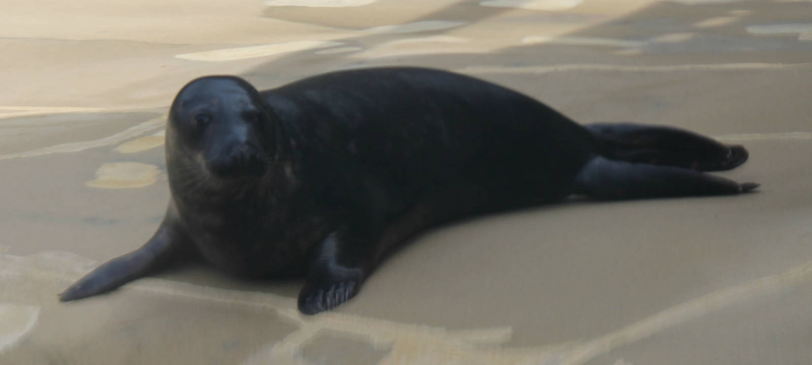 Charles - Gray Seal Pup