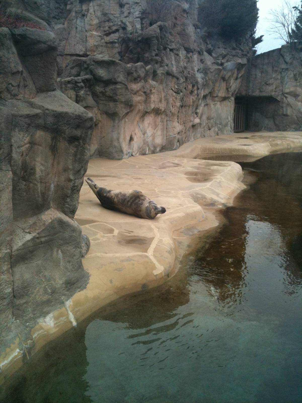 Charles the grey seal pup
