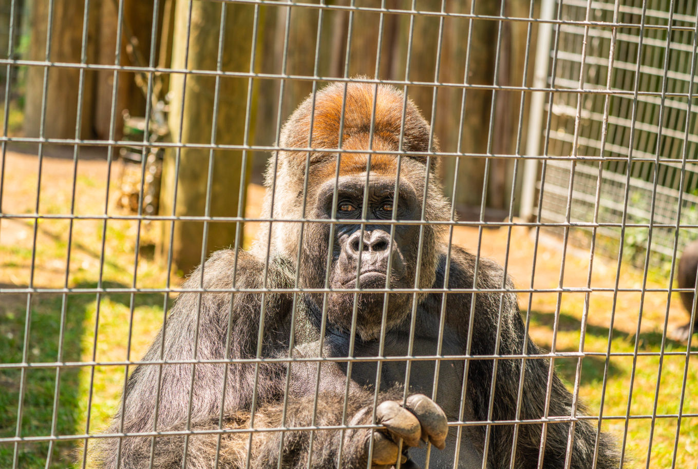 Charles the Silverback Western Lowland Gorilla