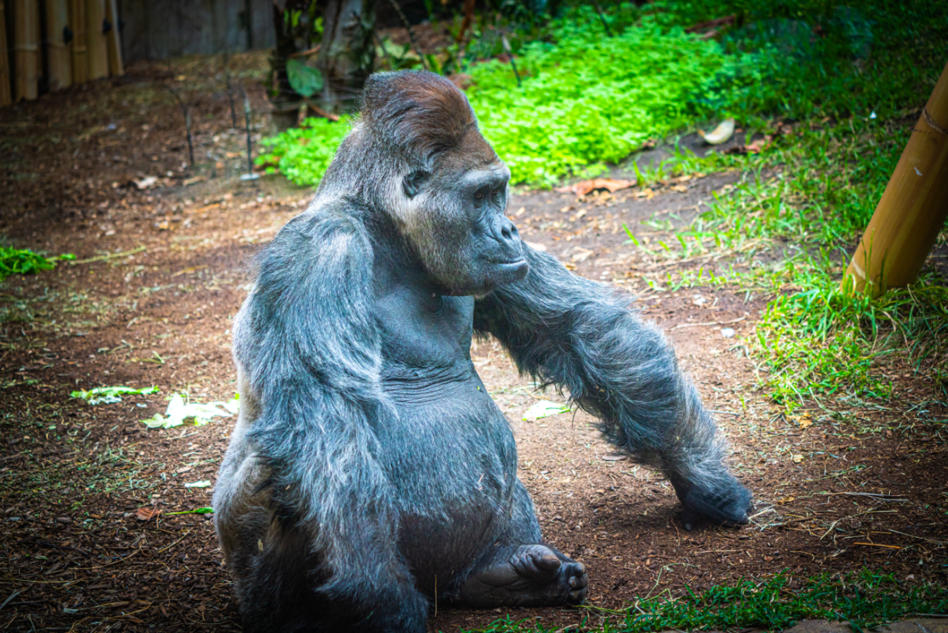 Charles the Silverback Western Lowland Gorilla