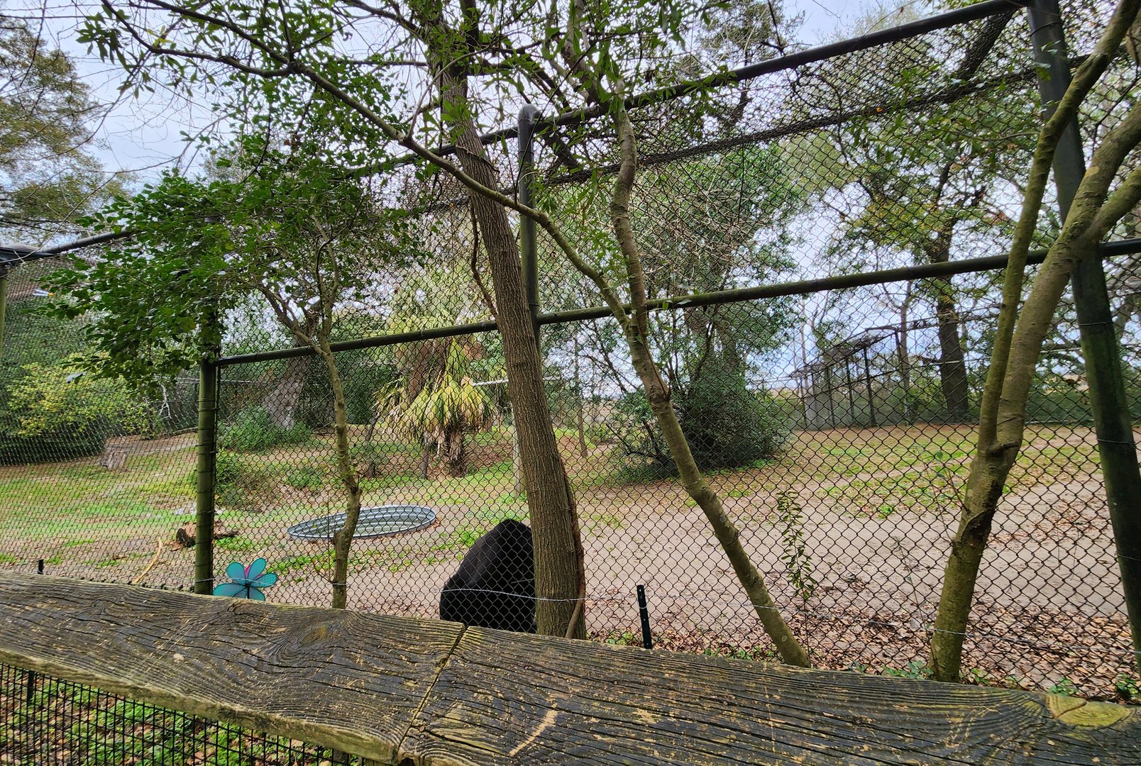Charles Towne Landing - American Black Bear exhibit