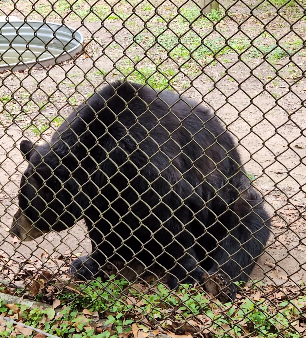 Charles Towne Landing - American Black Bear