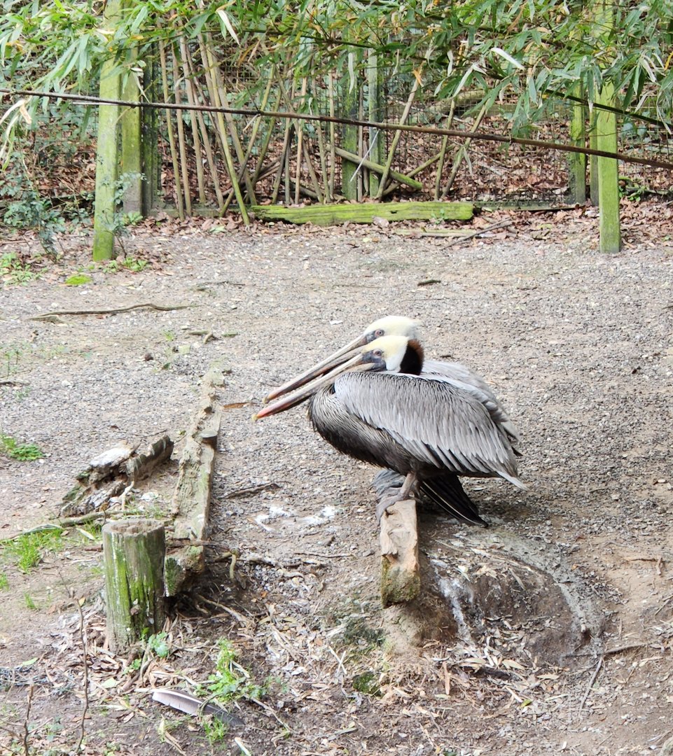 Charles Towne Landing - Brown Pelicans