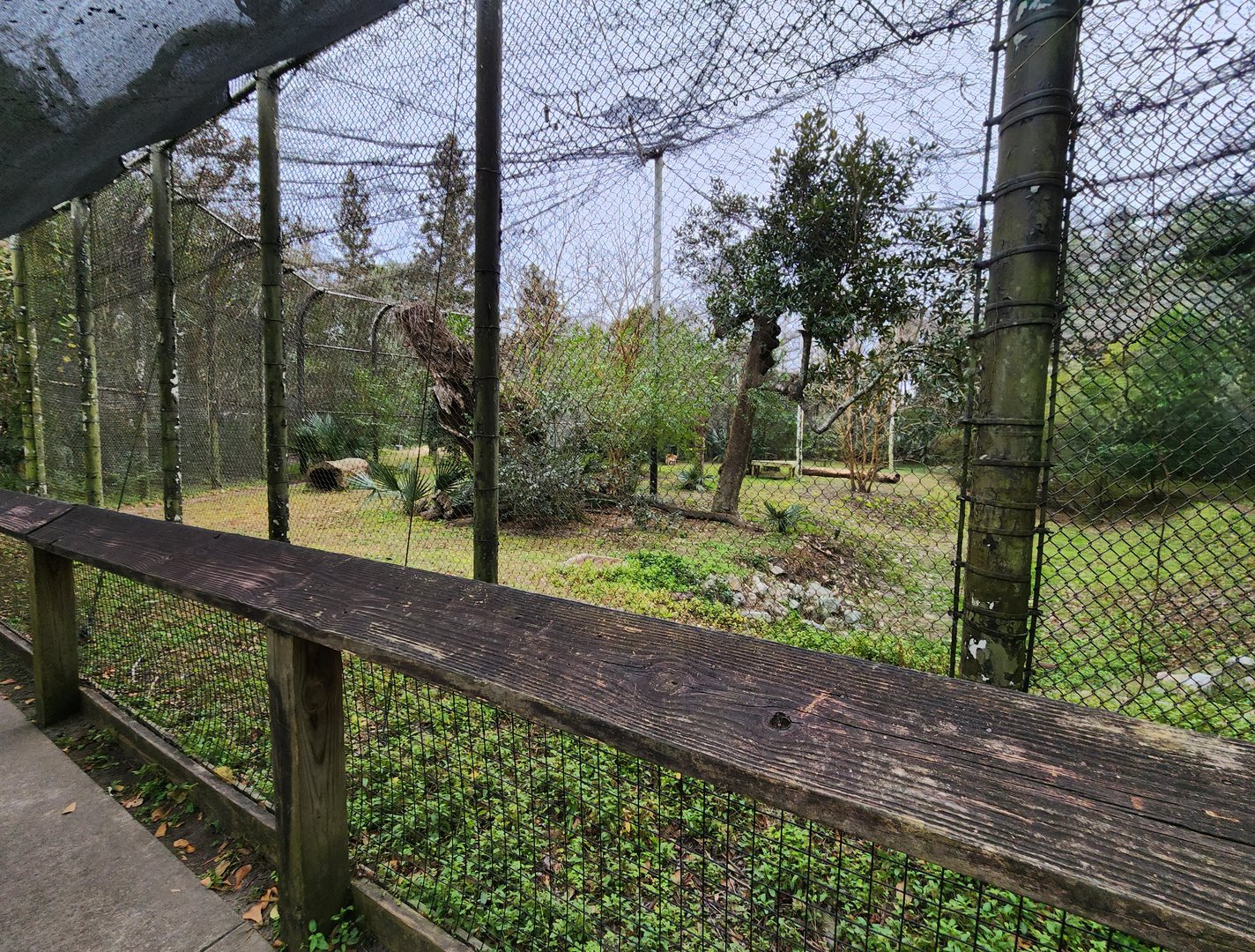 Charles Towne Landing - Cougar exhibit