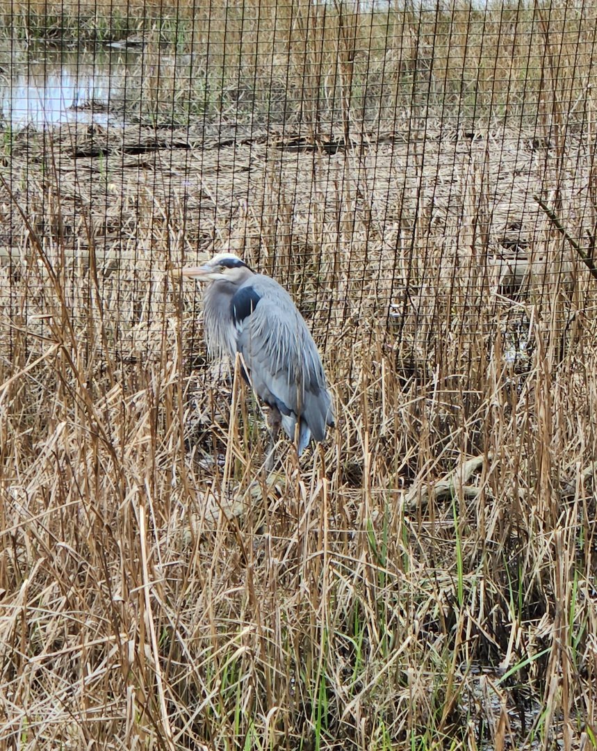 Charles Towne Landing - Great Blue Heron