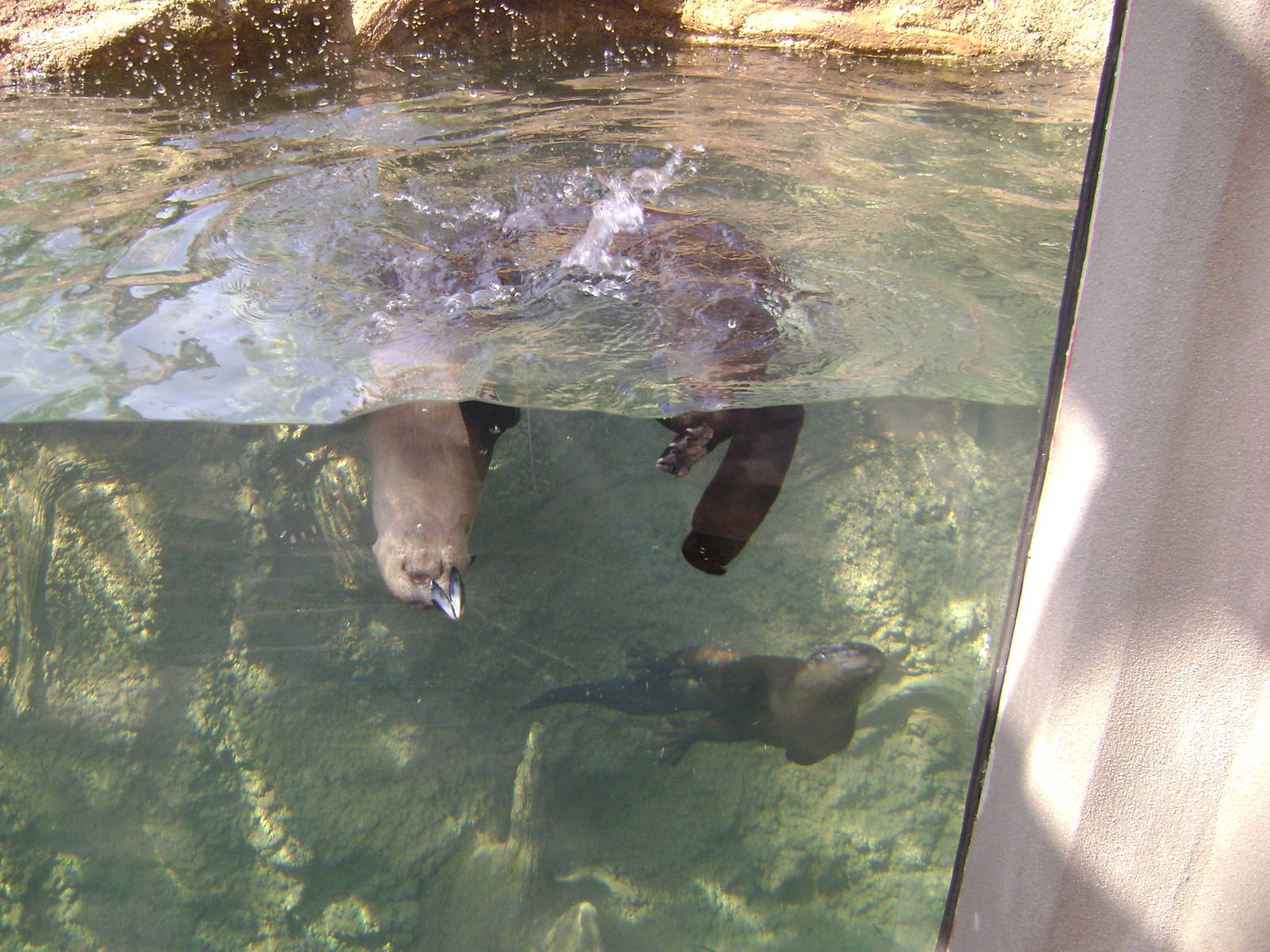 Charles Towne Landing - New Otter Exhibit