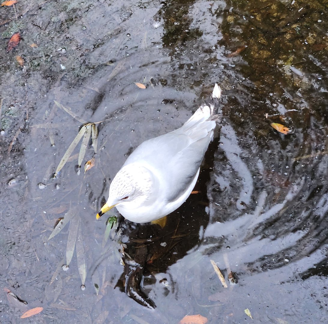 Charles Towne Landing - Ring-billed Gull