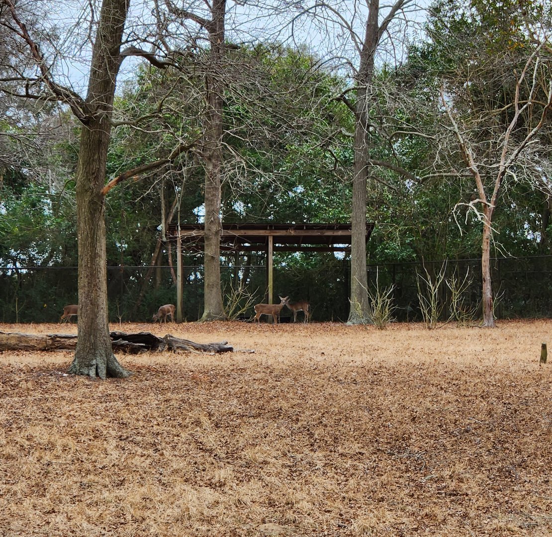 Charles Towne Landing - White-tailed Deer exhibit