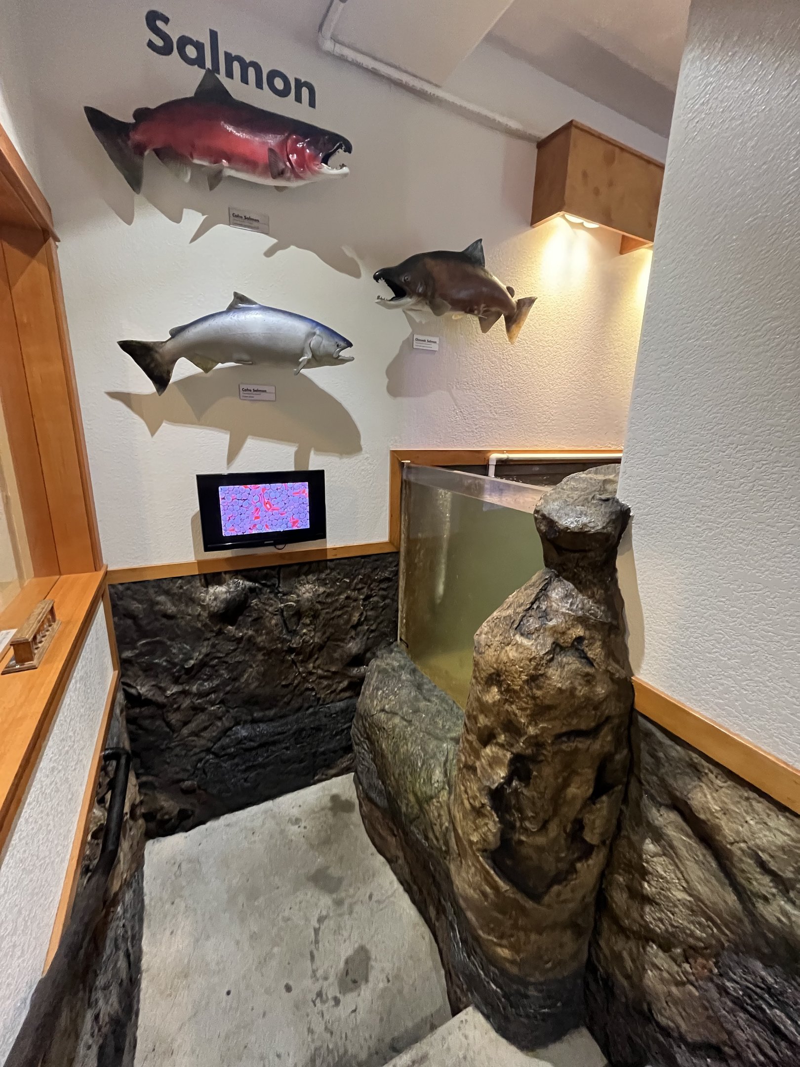 Charleston Marine Life Center