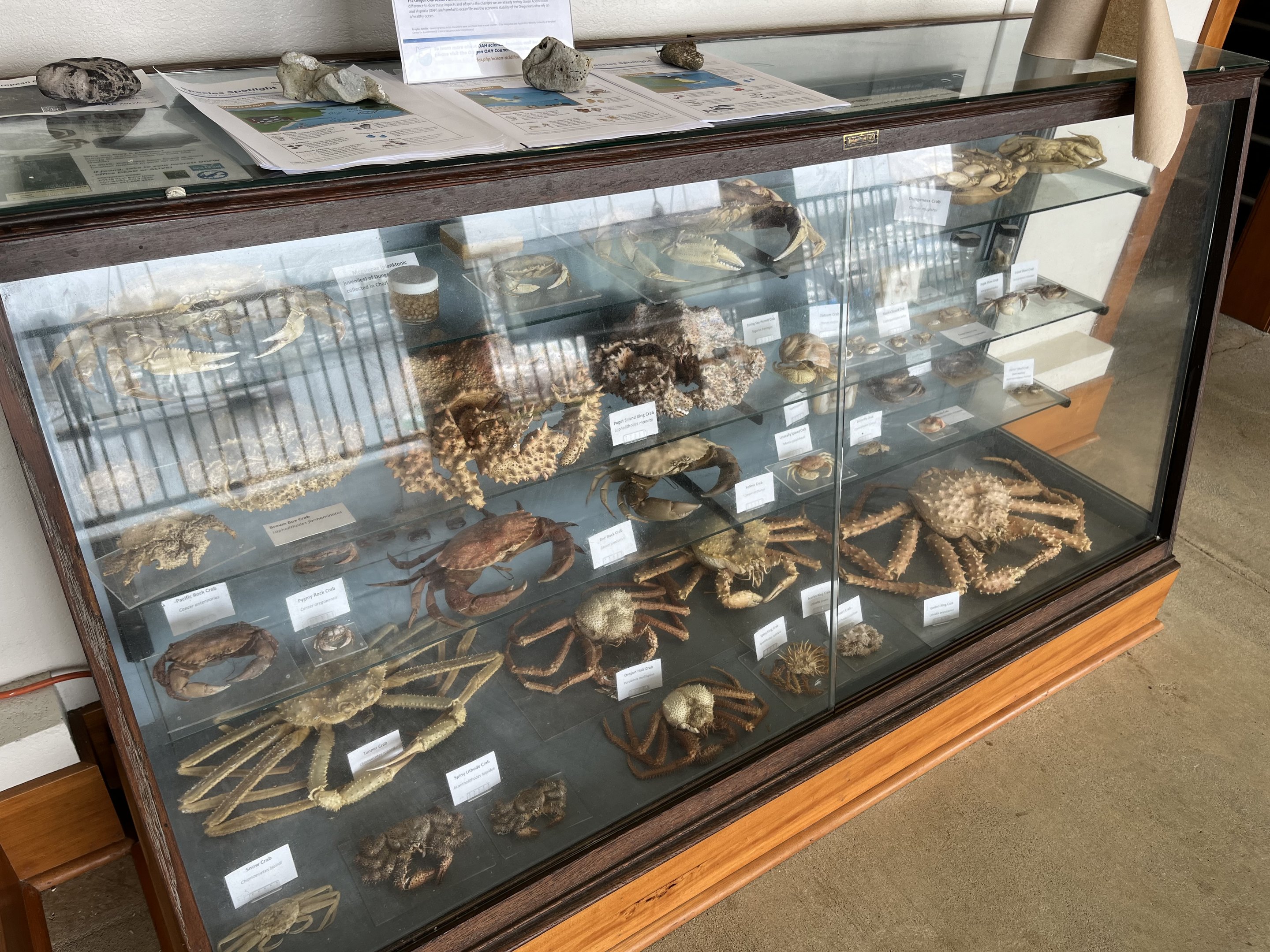 Charleston Marine Life Center