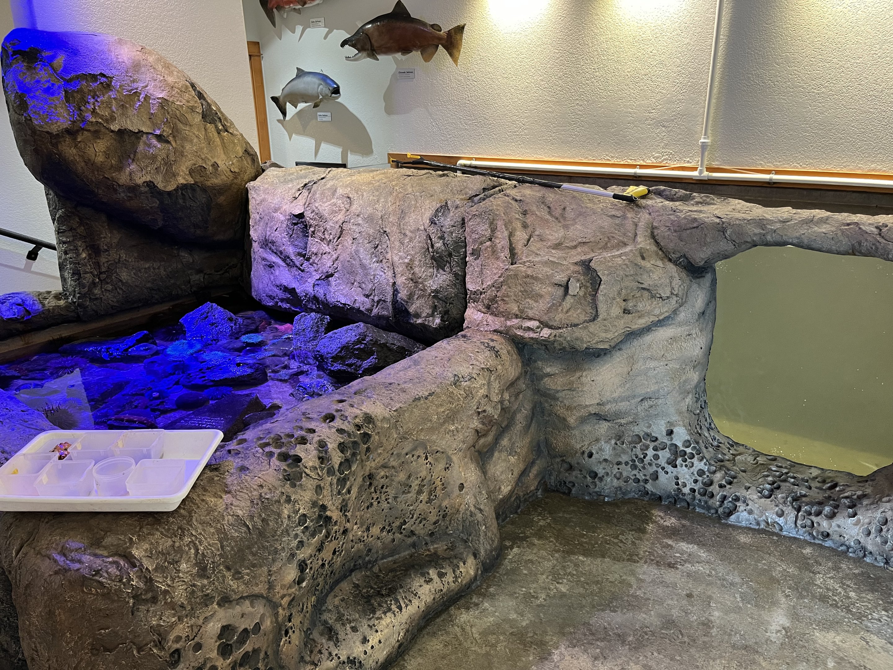 Charleston Marine Life Center