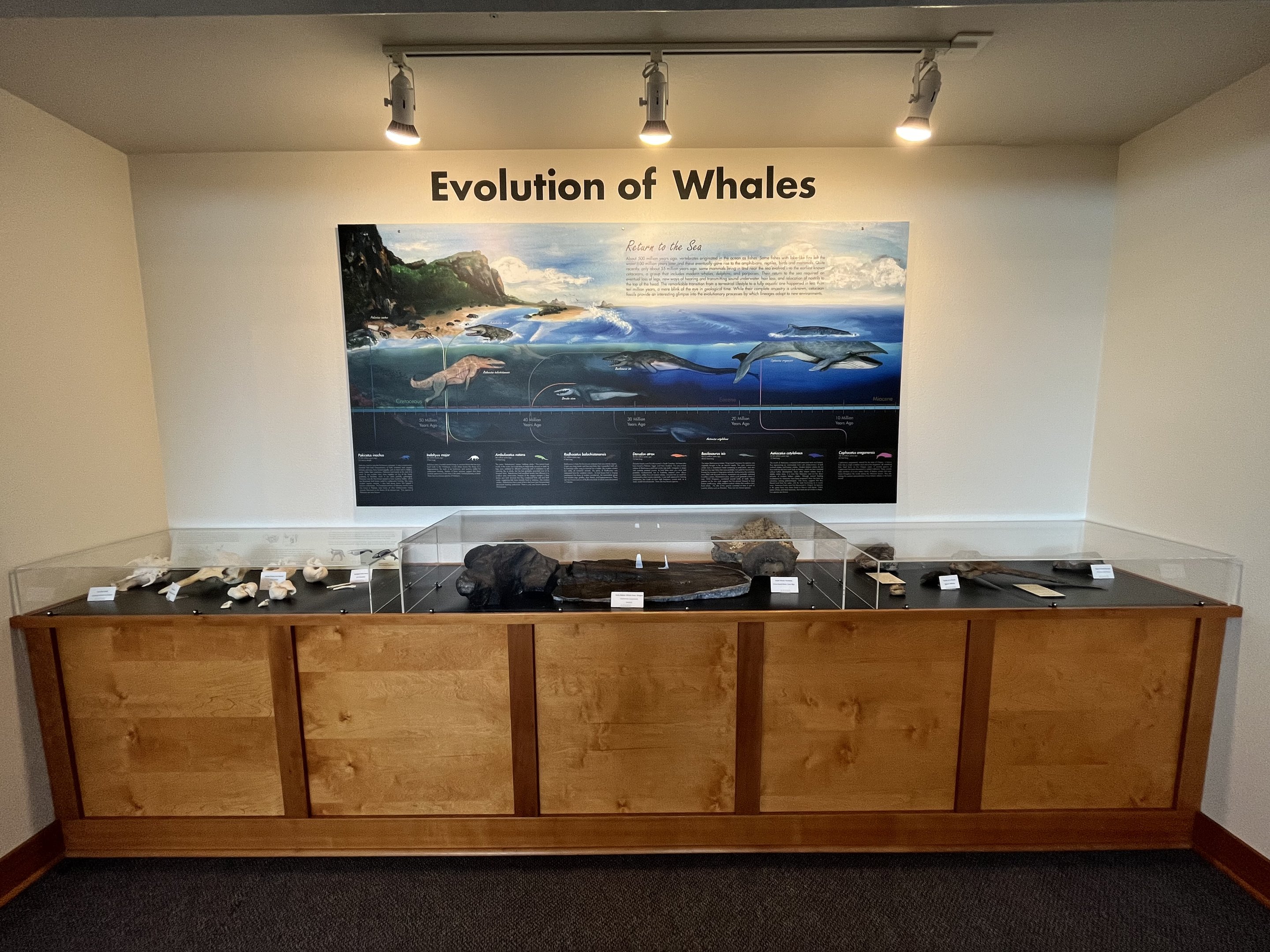 Charleston Marine Life Center