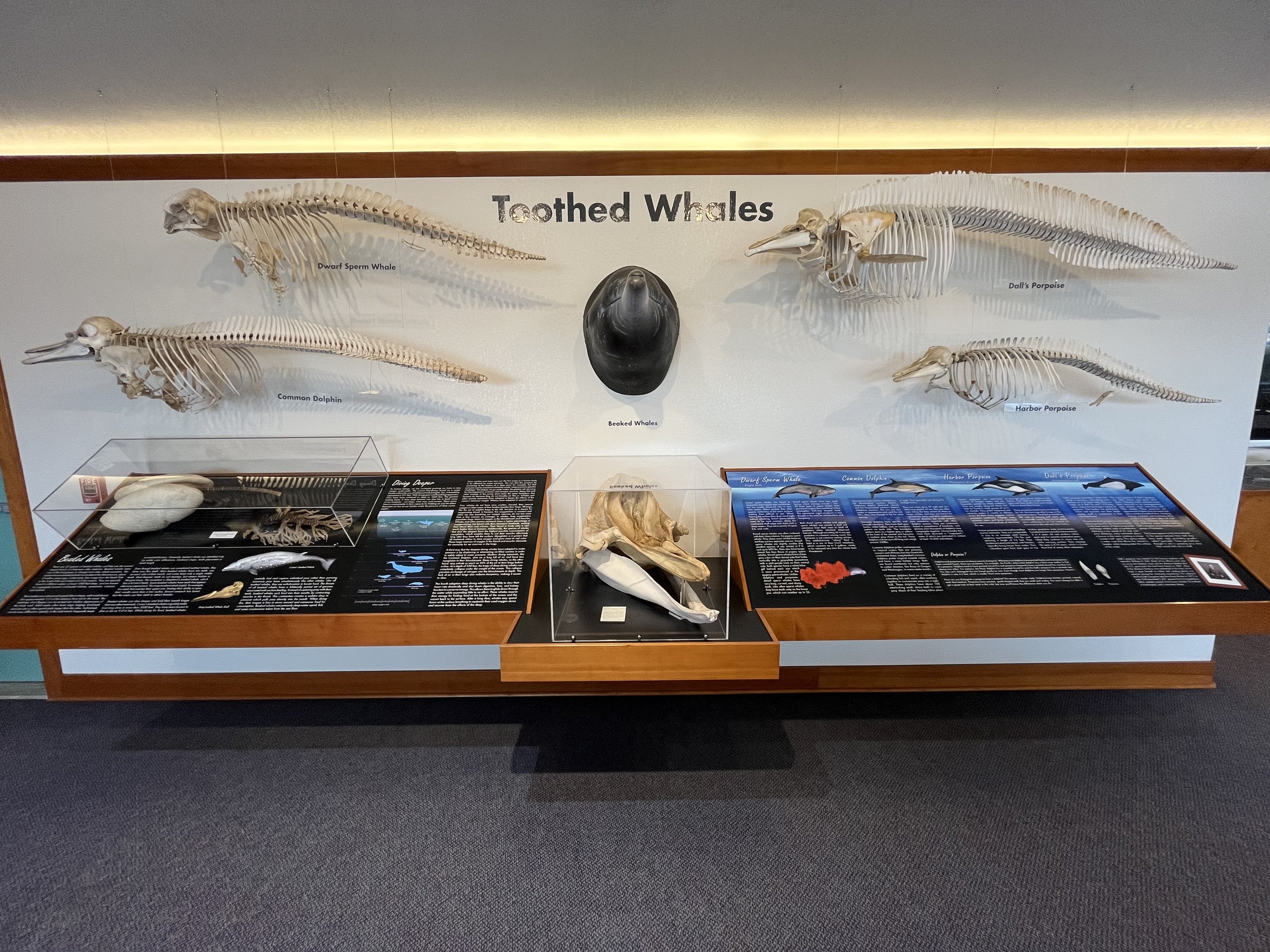 Charleston Marine Life Center