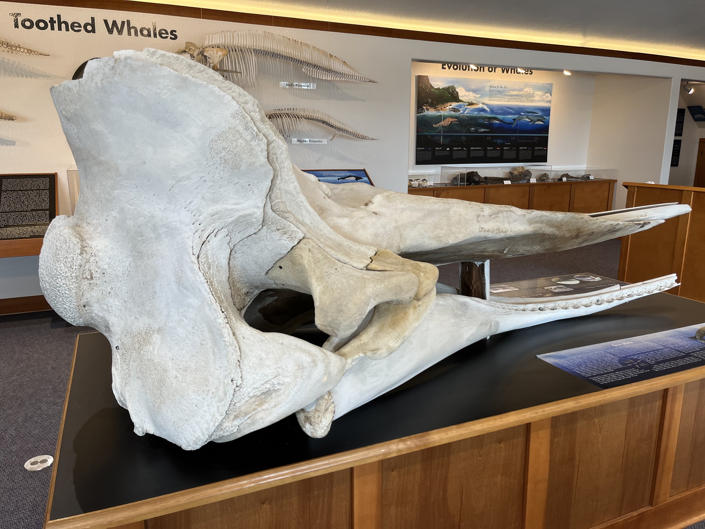 Charleston Marine Life Center