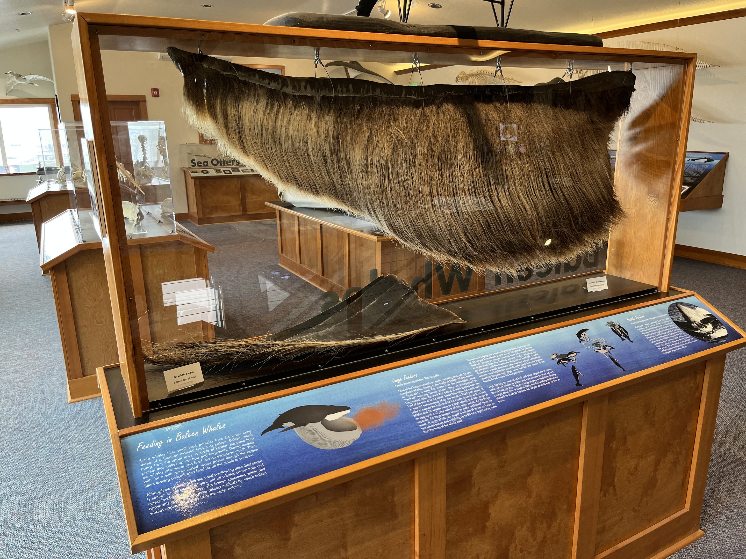 Charleston Marine Life Center