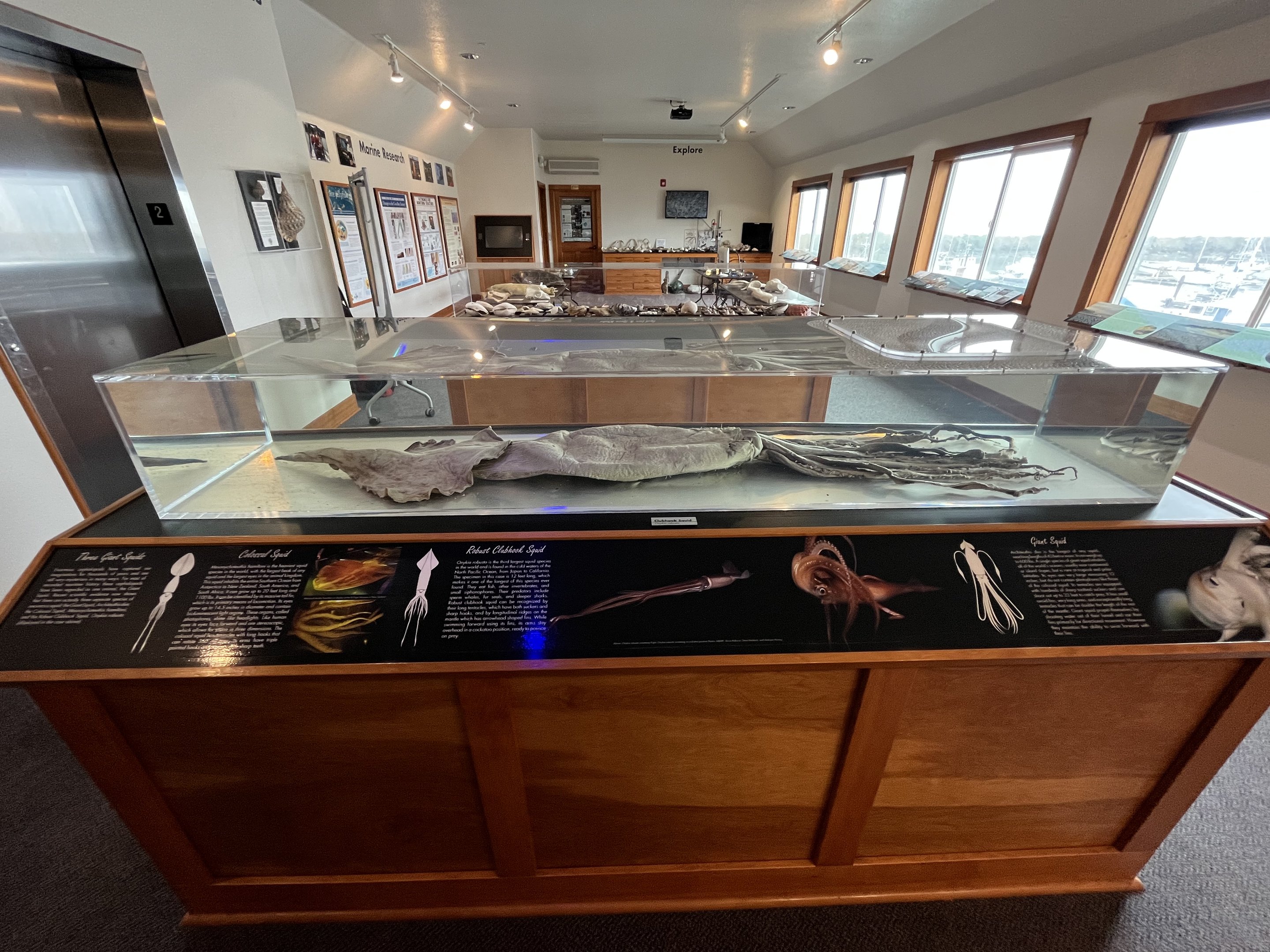 Charleston Marine Life Center