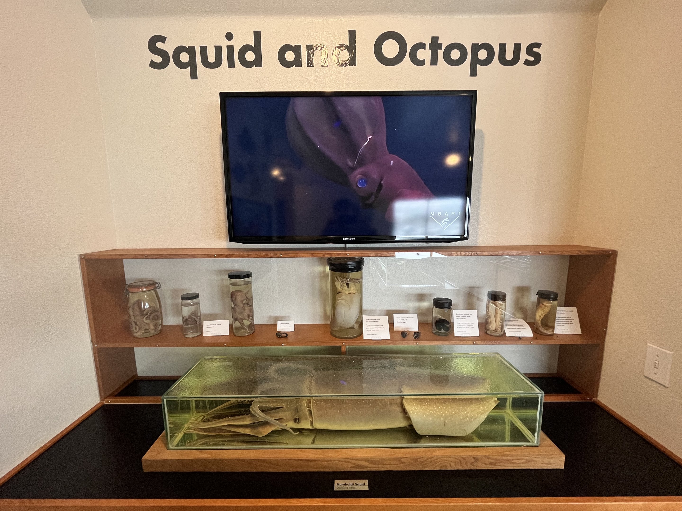 Charleston Marine Life Center