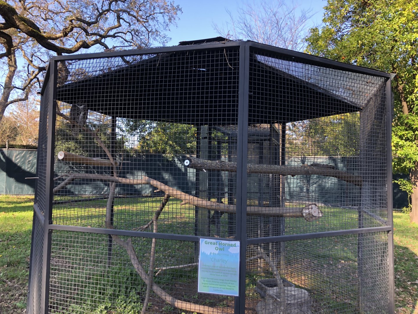 Charley, Great horned owl aviary (new)