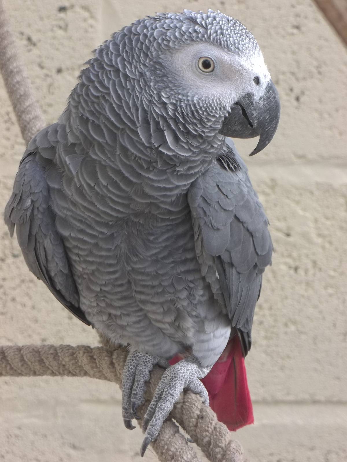 Charlie, 16th October 2014