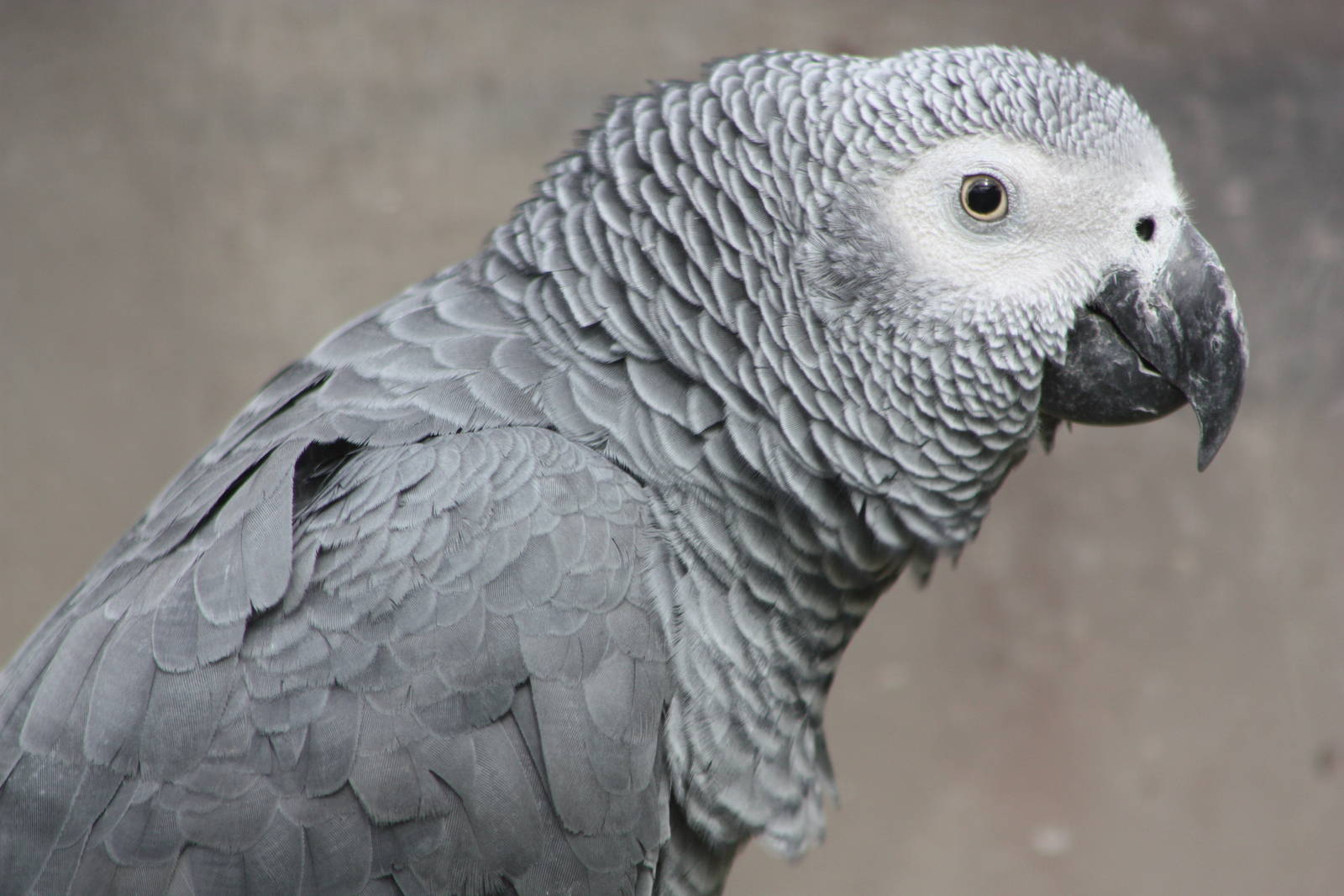 Charlie, 25th September 2014