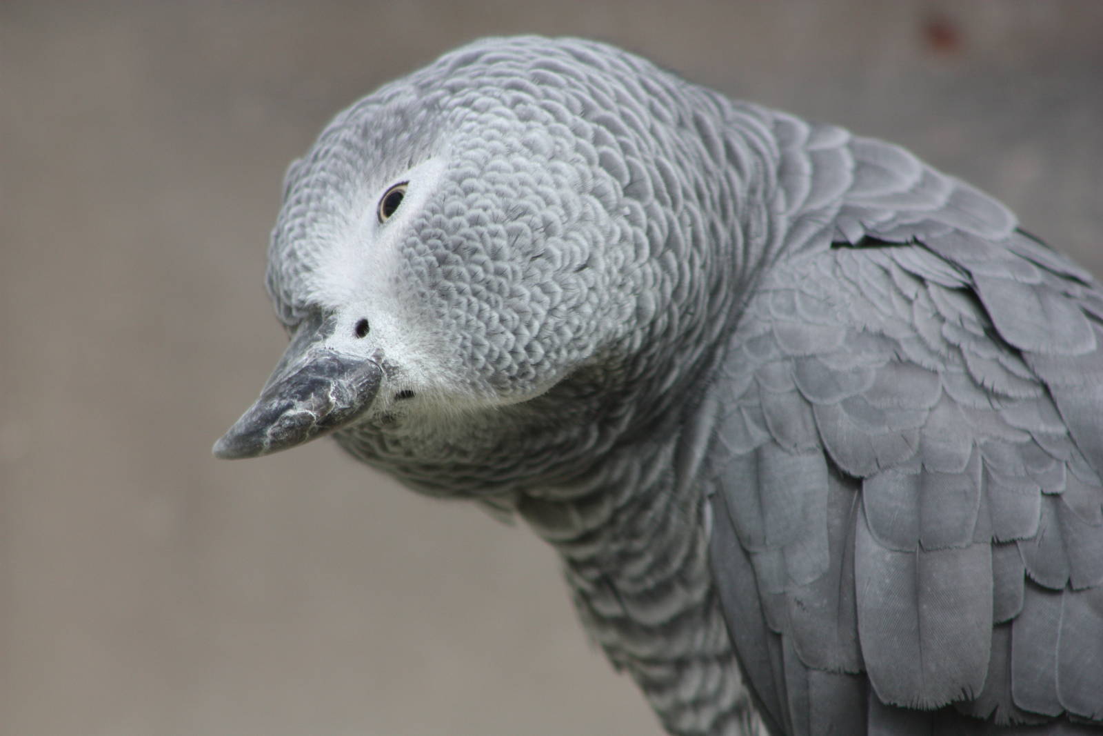 Charlie, 25th September 2014