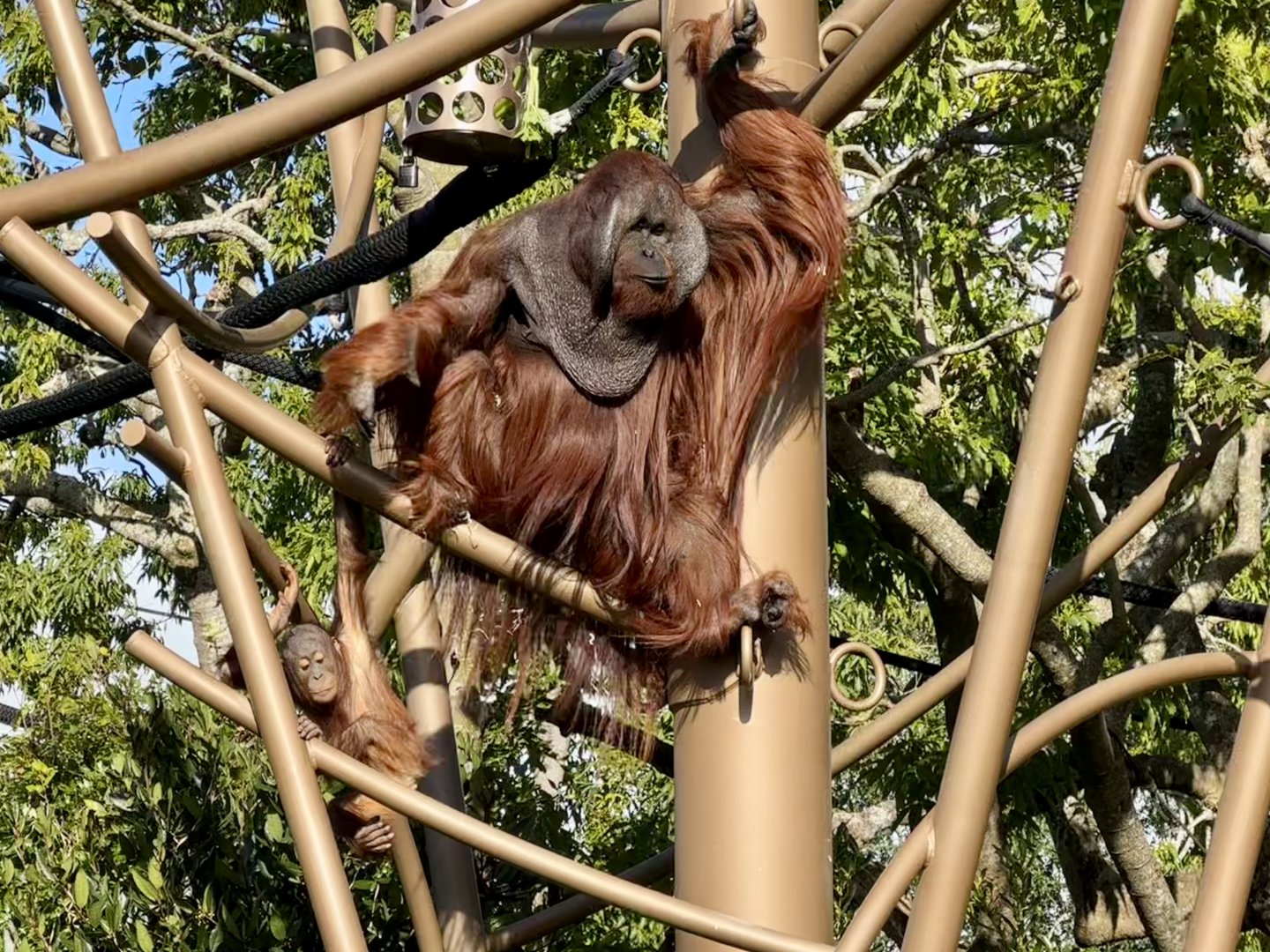 Charlie and Bahmi (Bornean Orangutans)