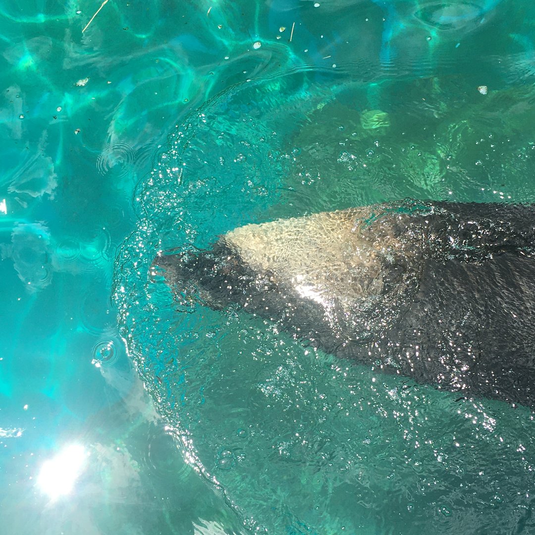 Charlie (Australian Sea Lion)