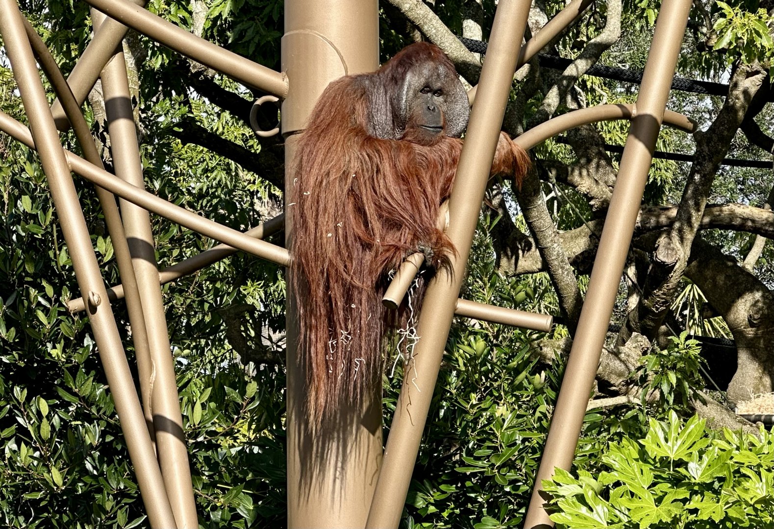 Charlie (Bornean Orangtuan)