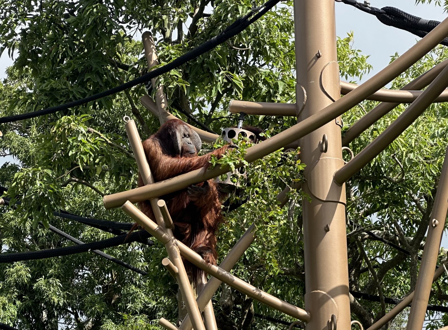 Charlie (Bornean Orangutan)