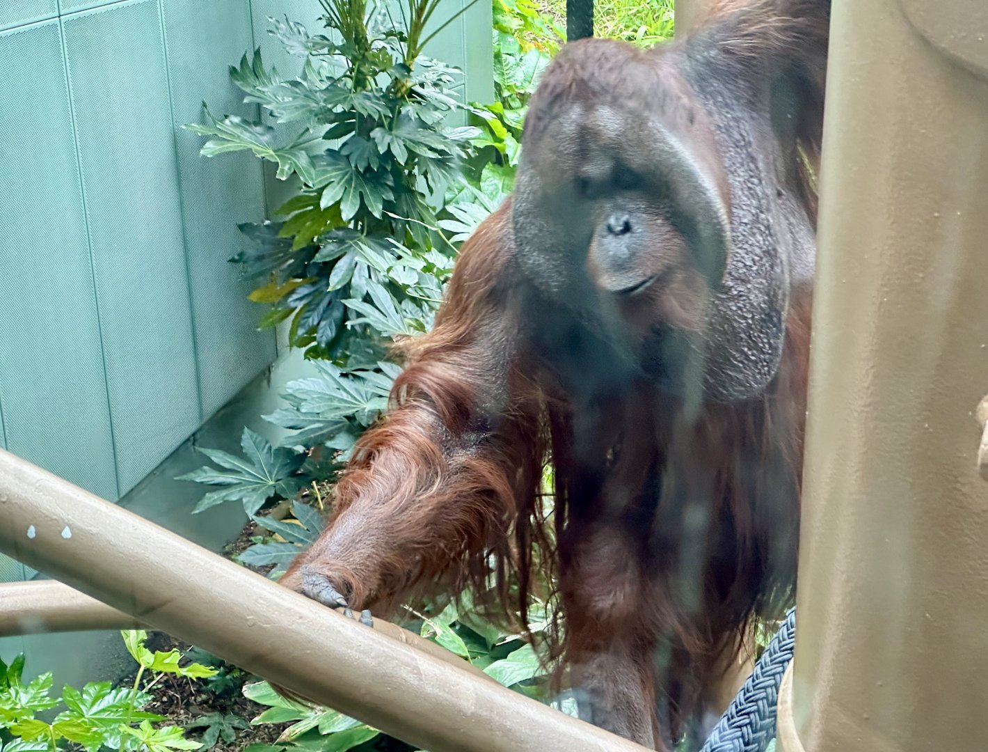 Charlie (Bornean Orangutan)