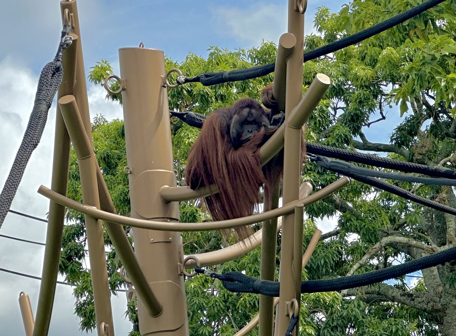 Charlie (Bornean Orangutan)