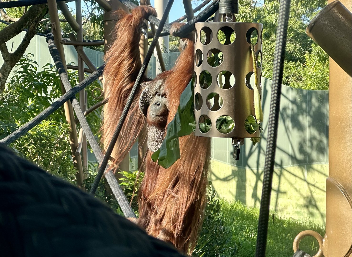 Charlie (Bornean Orangutan)