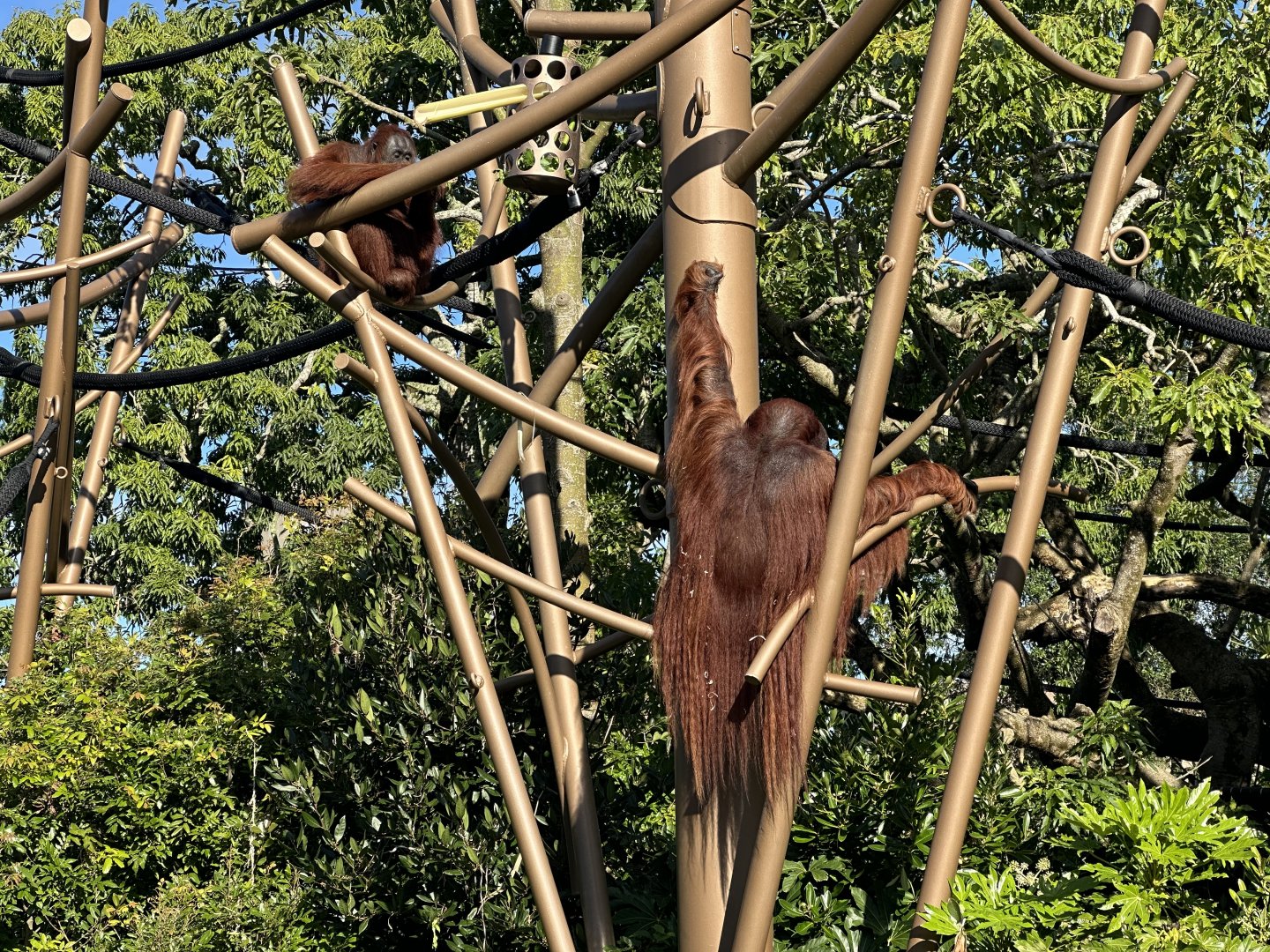 Charlie (Bornean Orangutan)