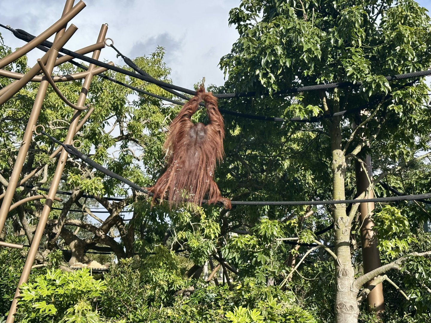 Charlie (Bornean Orangutan)