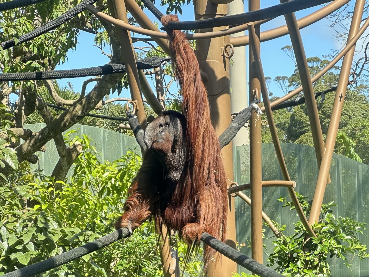 Charlie (Bornean Orangutan)