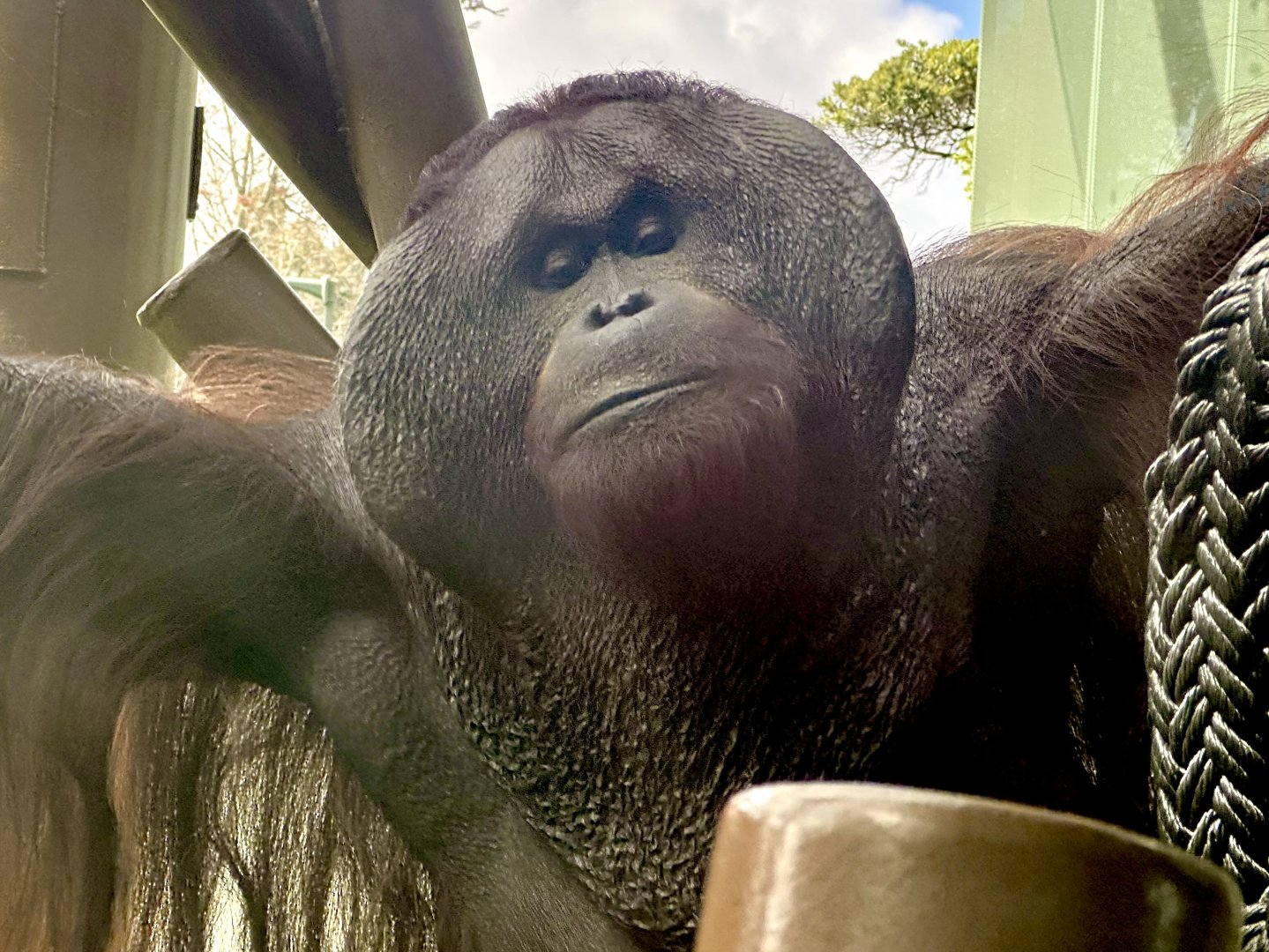 Charlie (Bornean Orangutan)