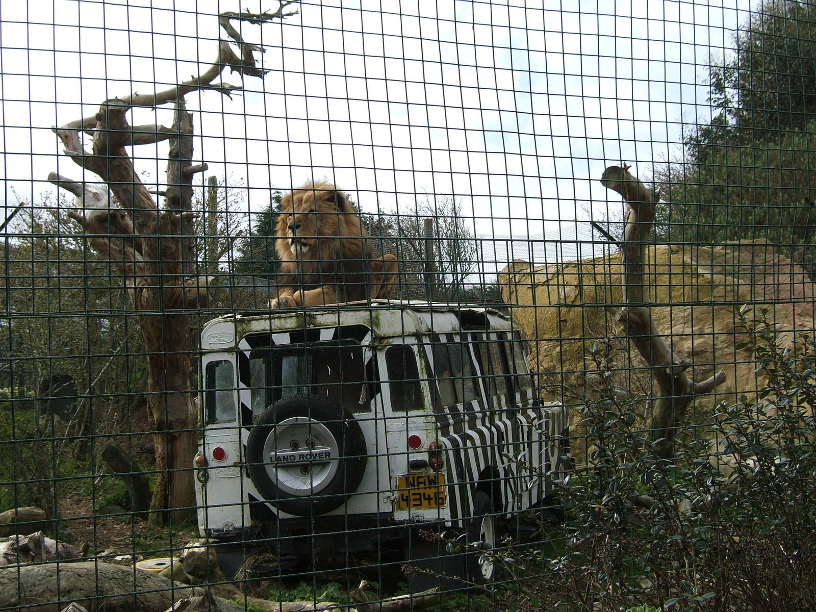 Charlie Brown the African lion at Isle of Wight Zoo, 5 April 2010