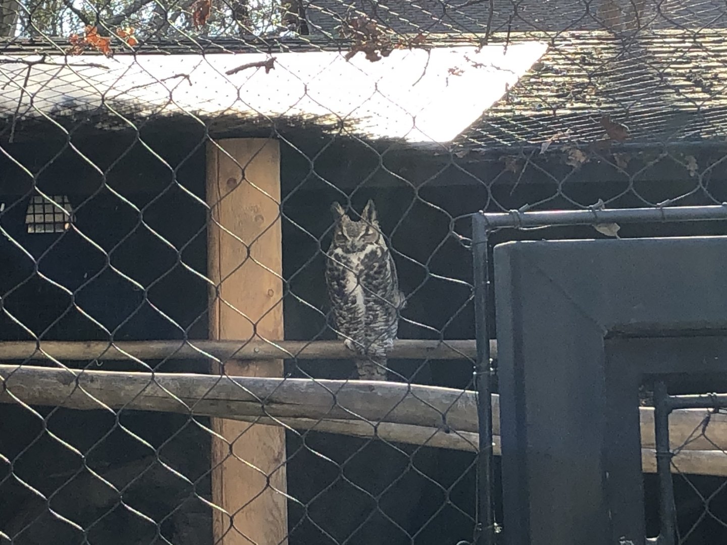 Charlie/Charley, Common great horned owl