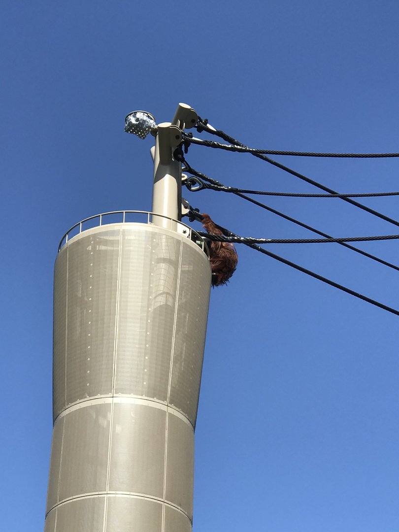 Charlie checking out the Saimangs below