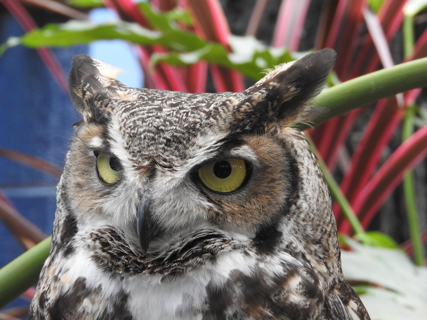 "Charlie", Great Horned Owl