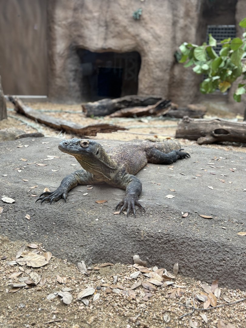 Charlie, Komodo Dragon
