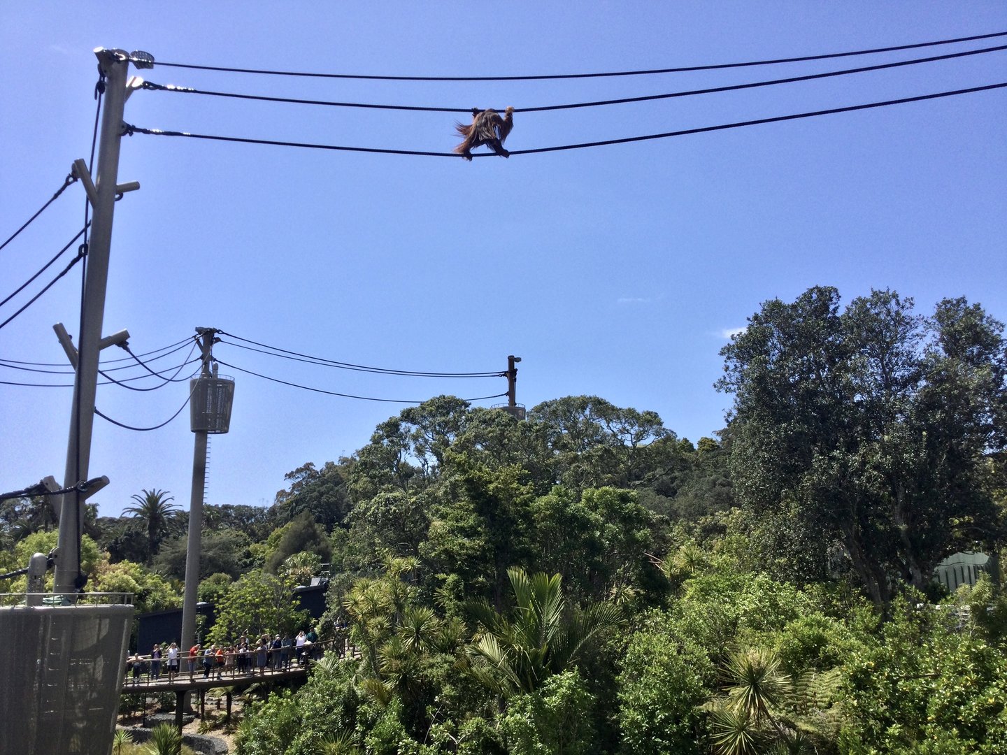 Charlie (Male Bornean Orangutan) Crossing Central Lake
