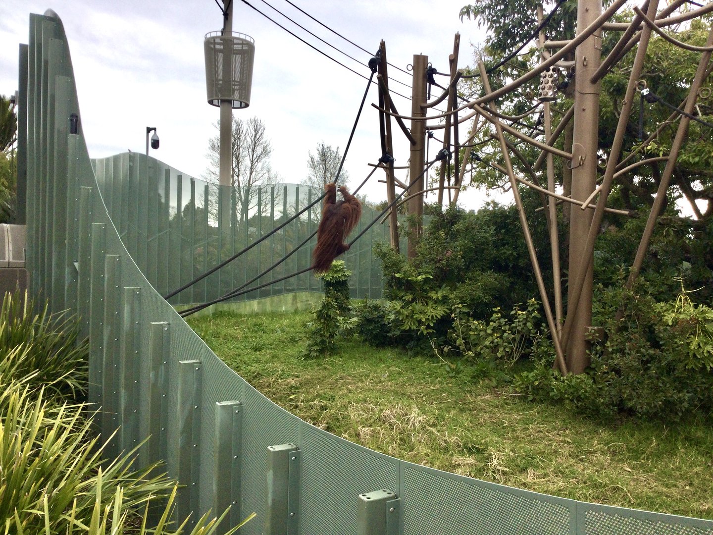 Charlie (Male Bornean Orangutan)